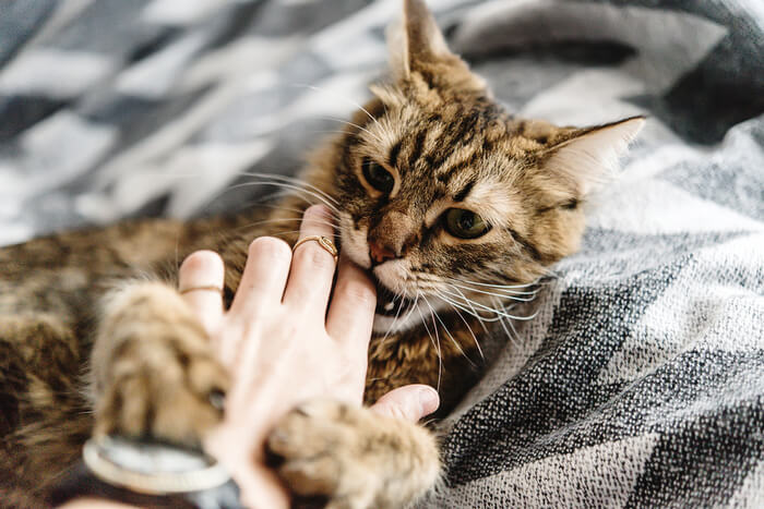 An image suggesting a cat exhibiting a biting behavior, potentially sparking curiosity about why cats might engage in such behavior towards their owners.