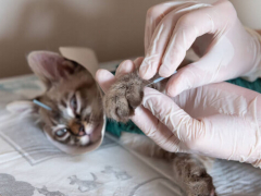 vet performing acupuncture on cats