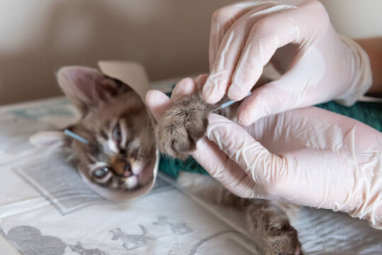 vet performing acupuncture on cats