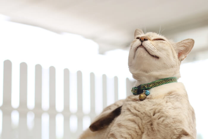 cat wearing bell collar
