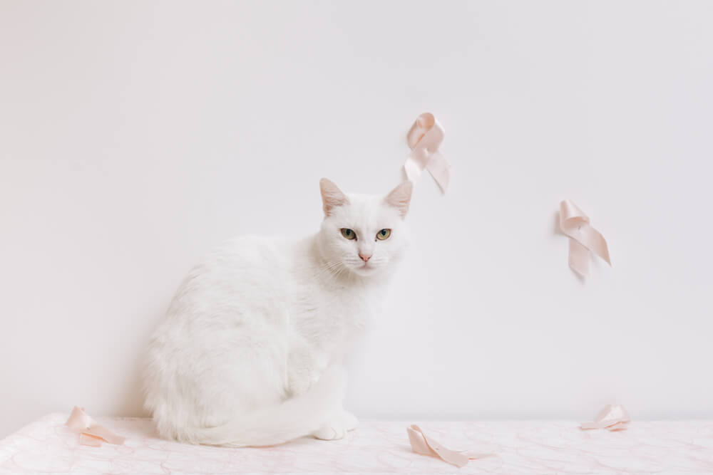 An image depicting a cat affected by breast cancer