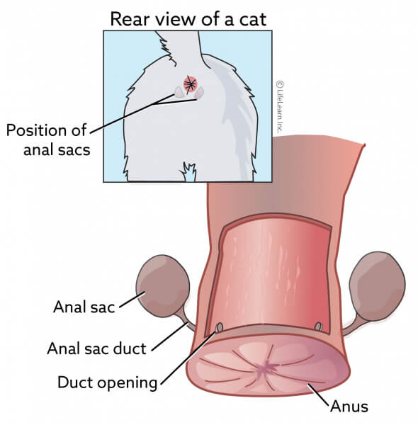 An image related to cat anal sacs, illustrating a part of a feline's anatomy often associated with scent marking and potential health issues.