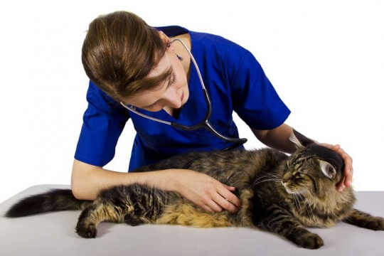 Veterinarian with large tabby cat