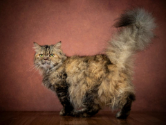 Rear view of a cat with its tail up, displaying its distinctive fur patterns and feline form.