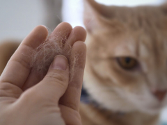 An image showing cat dander, tiny particles of skin and fur that can trigger allergies in some people.