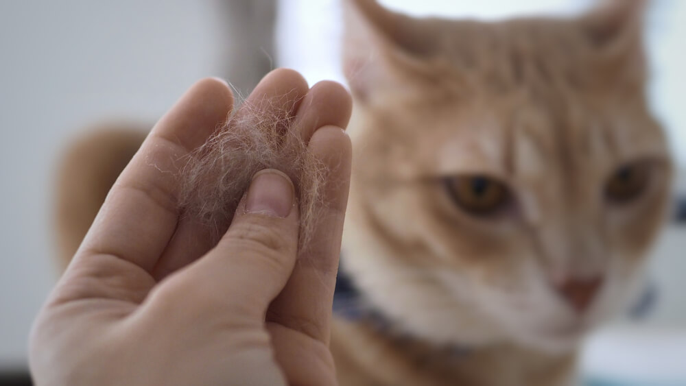 The cat's coat appears to have small, flaky particles scattered throughout, indicating the presence of dandruff.