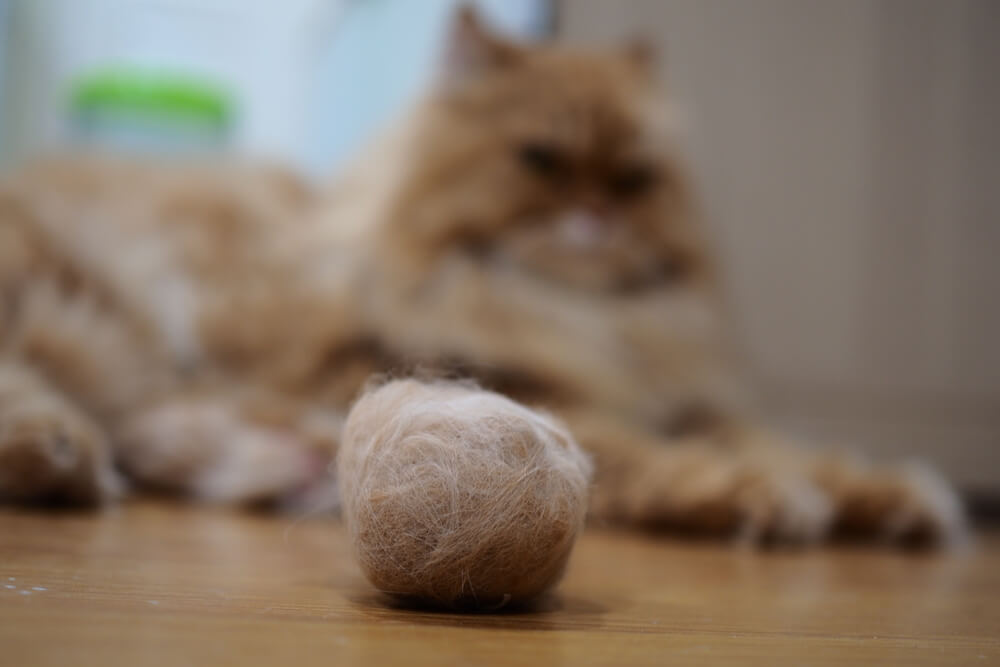 Cat sitting by a ball of fur