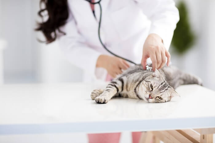 A veterinarian is examining a cat with a stethoscope.
