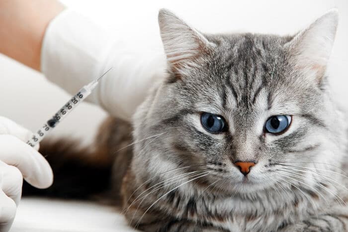 diseases affect cats' brains