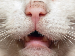 cat mouth