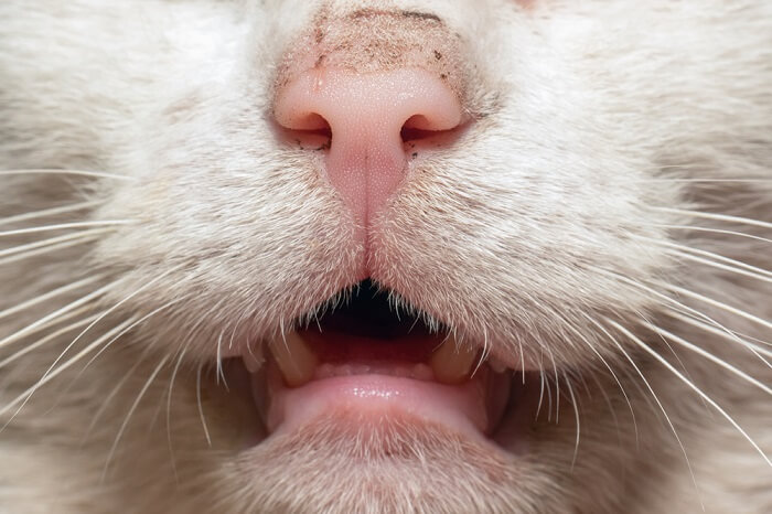 Oral Cancer in Cats