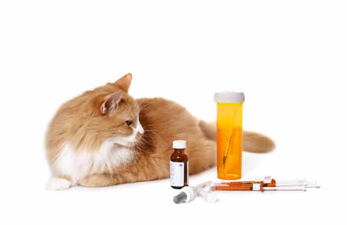 how to dose doxycycline for cats
