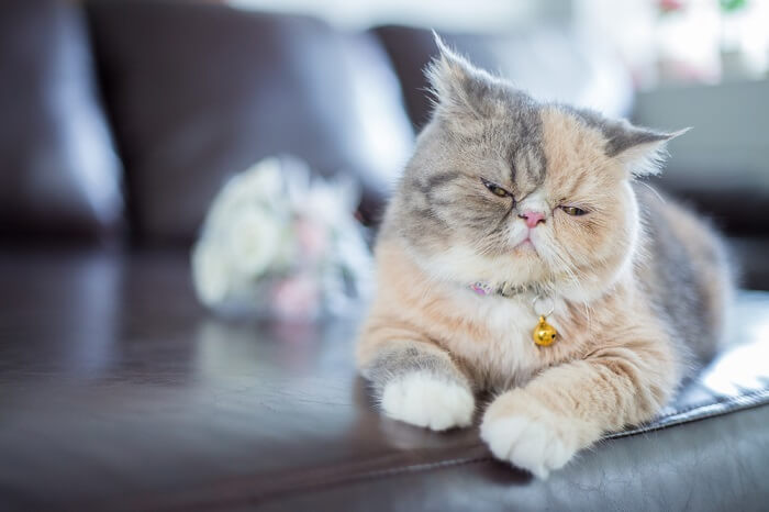 Image depicting a depressed cat.