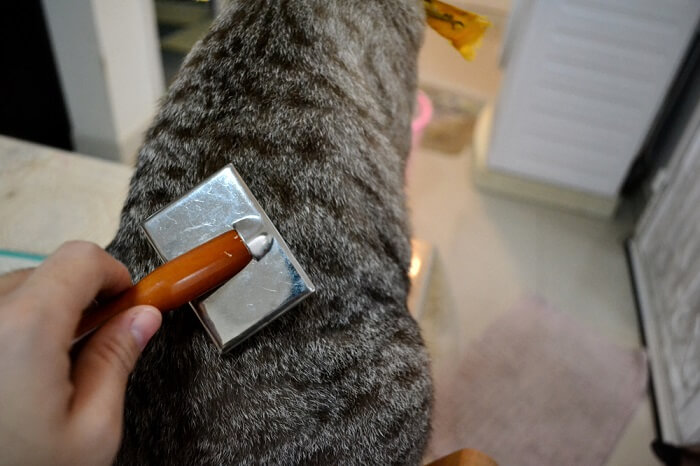 Brushing a cat's coat