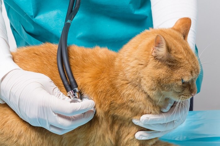 Features of Lung Cancer in Felines