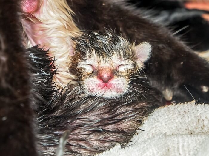 Image featuring a newborn kitten. 