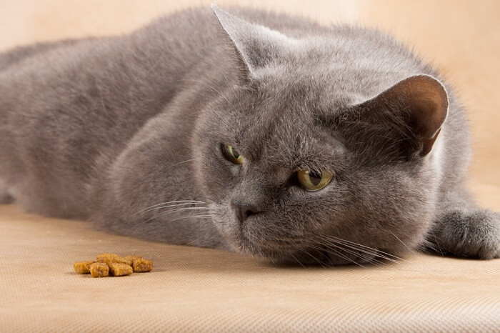A gray cat is laying down next to some food.