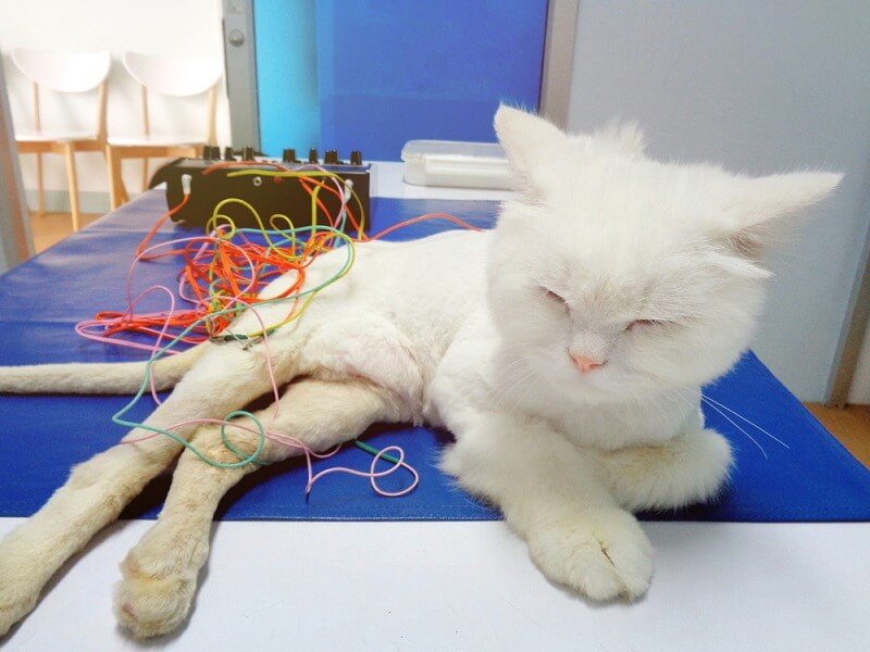 performing electro-acupuncture on cats