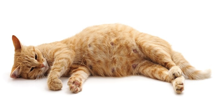 Image depicting a pregnant cat.