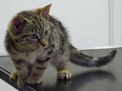 tabby kitten