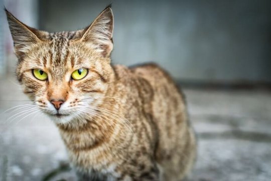 Anorexia in Cats: Causes, Symptoms & Treatment