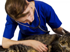 An image portraying a cat during a visit to the veterinarian