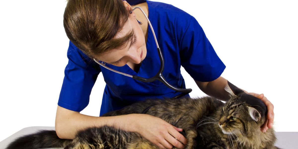  An image portraying a cat during a visit to the veterinarian