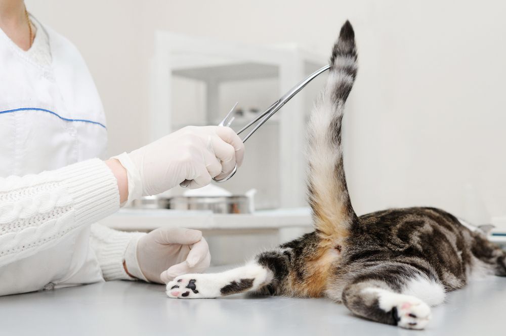 A veterinarian examining a cat, part of a routine veterinary checkup.