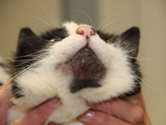 Cat Acne
