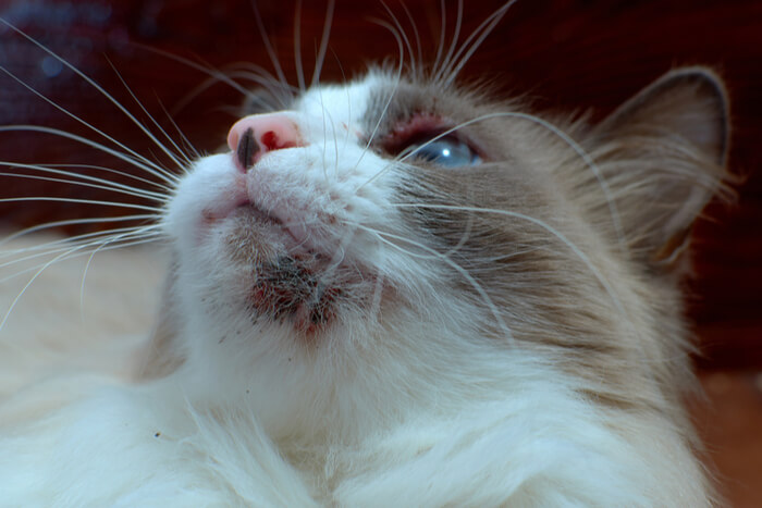 A feature image related to cat acne, highlighting the topic of feline skin issues and acne in cats.
