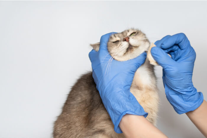 Image related to cat acne treatment, highlighting solutions and care for feline skin issues.