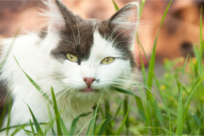 An adorable gray and white cat sitting amidst a bed of lush green cat grass, looking curiously at the camera.