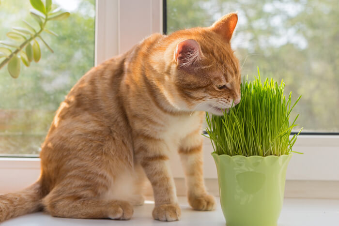 A playful orange kitten joyfully rolling and exploring amidst a dense bed of fresh cat grass, displaying boundless energy.