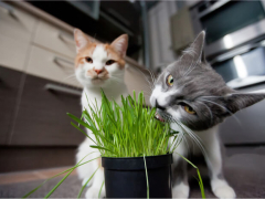 Cats eating grass