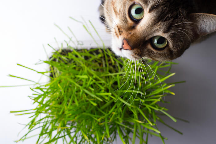 Cat grass