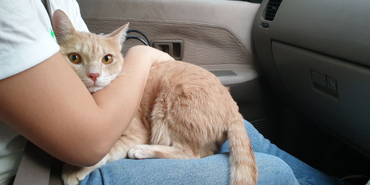 Cat on someone's lap in the car