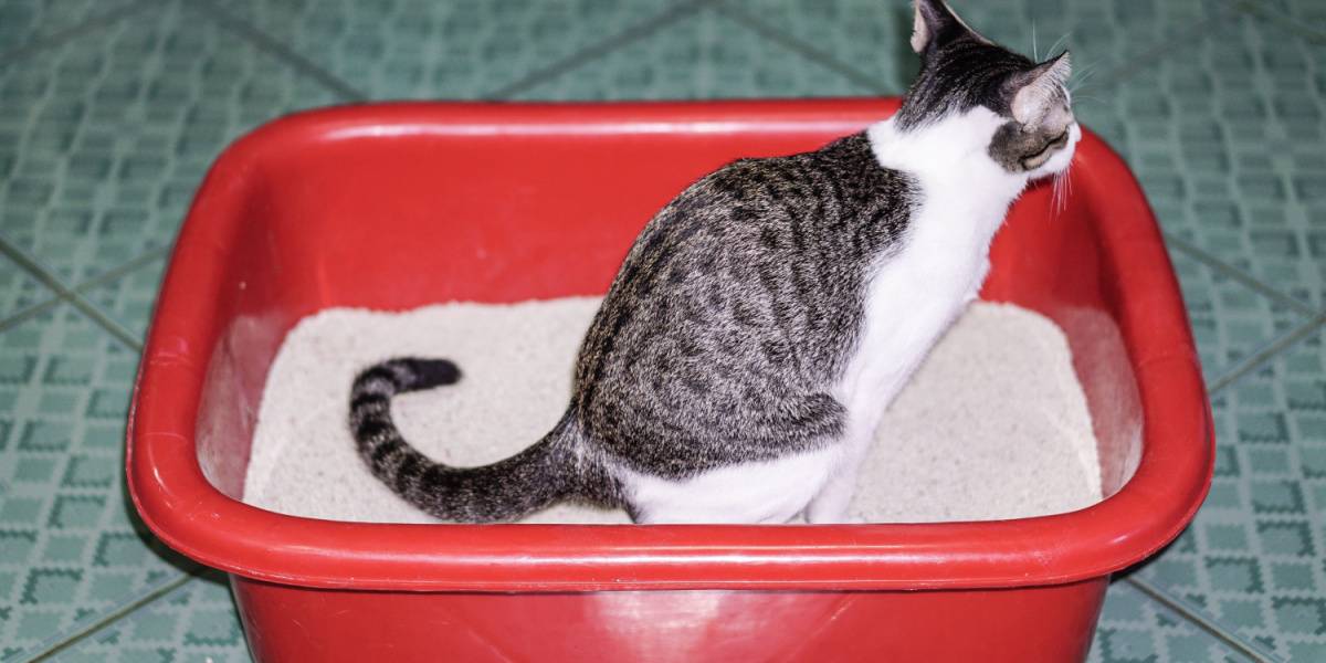 Best cat litter outlet for urinary tract infections