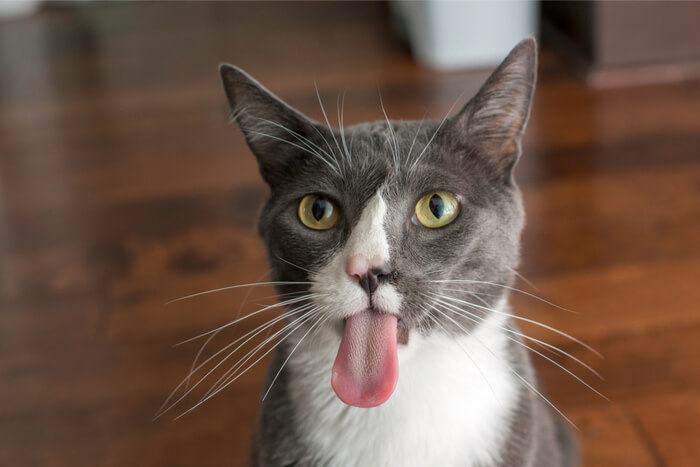 Close-up view of a cat's tongue.