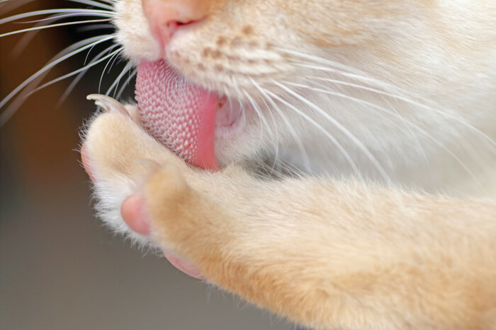 Cat grooming with tongue