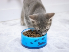 Grey White Tabby Striped Kitten Eating Instinct Original Kitten Grain Free Recipe With Real Chicken Dry Kibble Cat Food