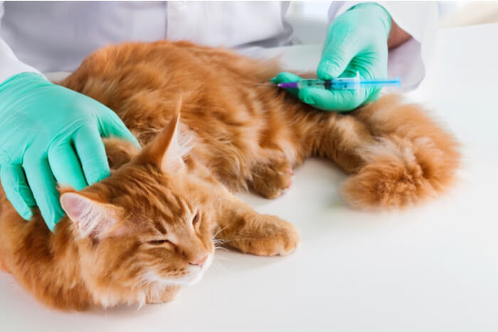 Administering insulin to a cat with diabetes.