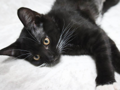 Kittens