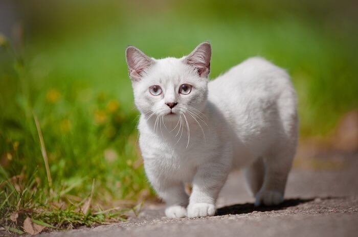 An adorable Munchkin cat with distinctively short legs and a long body, captured in a playful pose.