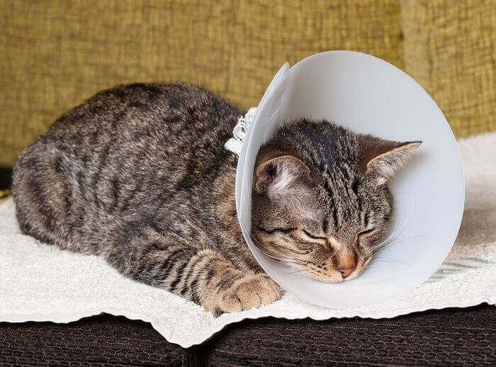 cat sleeping in cat cone