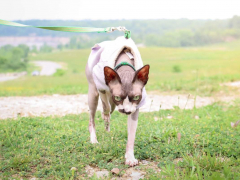 Pink Grey Spotted Sphynx Cat Outside On Leash-10-compressed