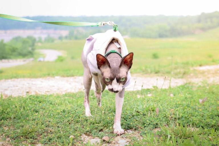 Prednisolone for Cats: Dosage, Safety & Side Effects