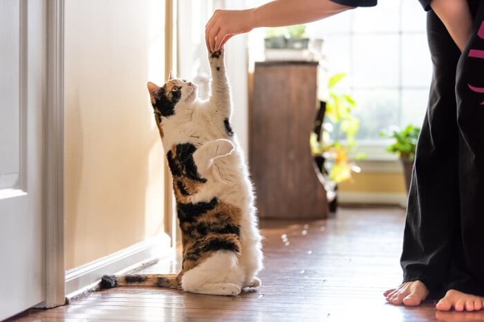 Image of a calico cat performing tricks.