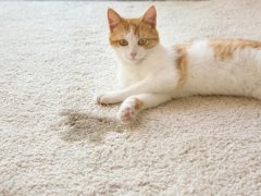 cat-bladder