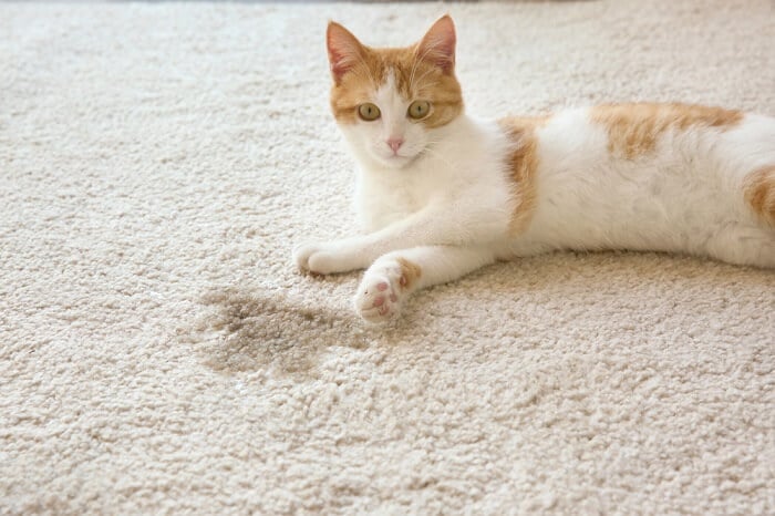 Close-up photograph of a cat resting comfortably beside a wet carpet