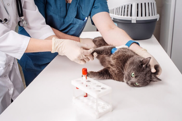 Hypercalcemia In Cats: Causes, Symptoms, And Treatment - Cats.com - Leukemia Treatment For Black Cats With Hypercalcemia